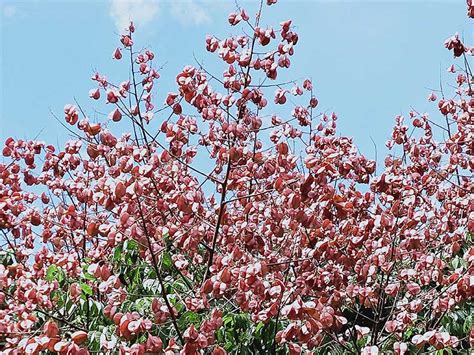 四季開花喬木|快看！十種常見會開花の樹，讓你體驗四季花香 